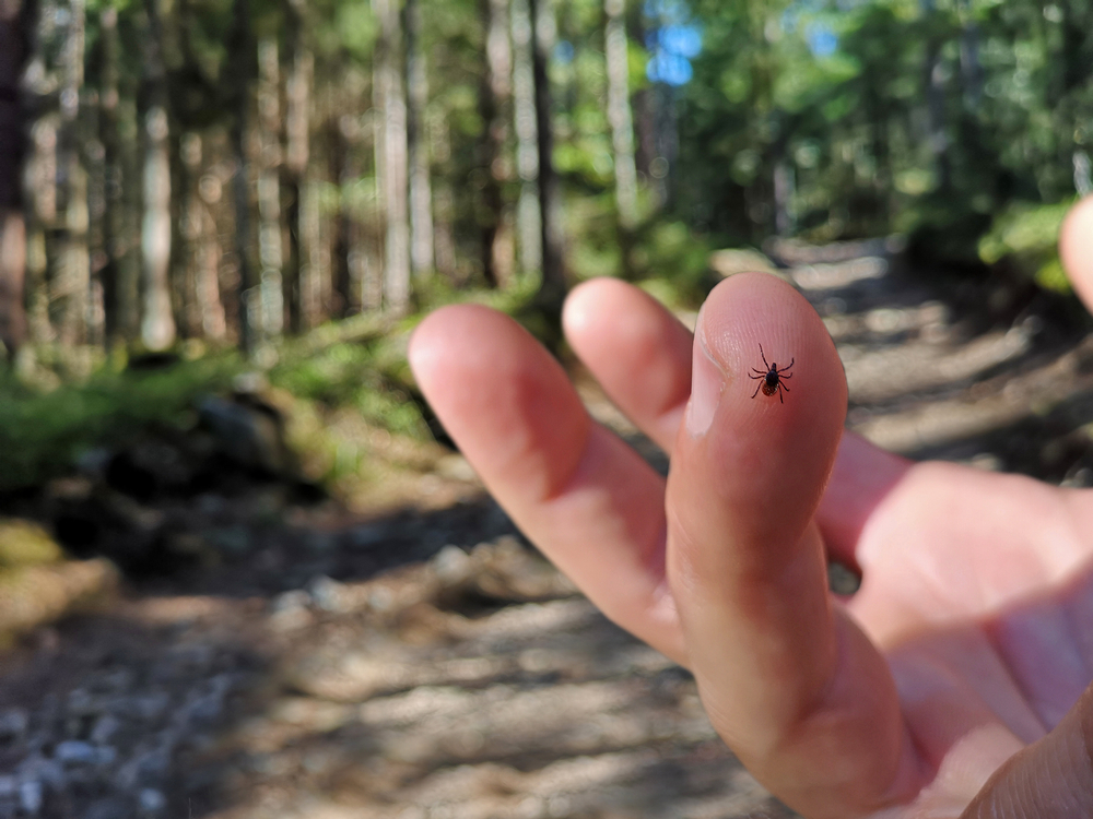Ticks and Lyme: What you need to know for your kids